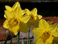Daffodils